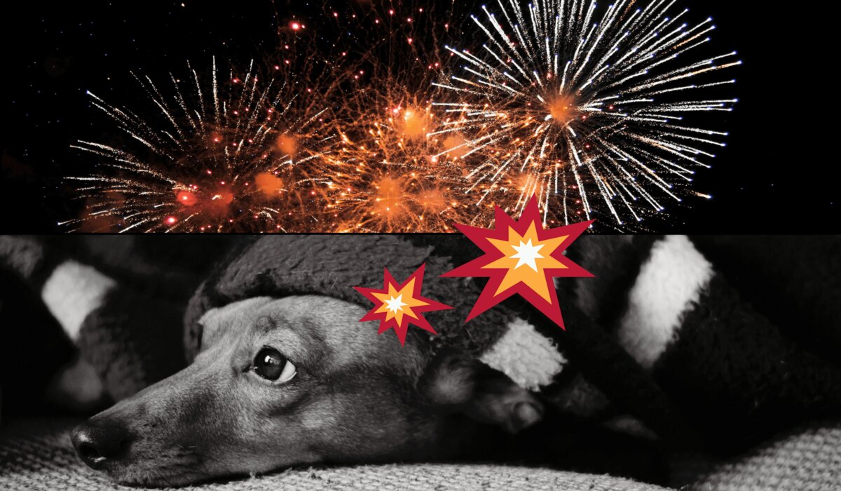 Animal speriat de artificii